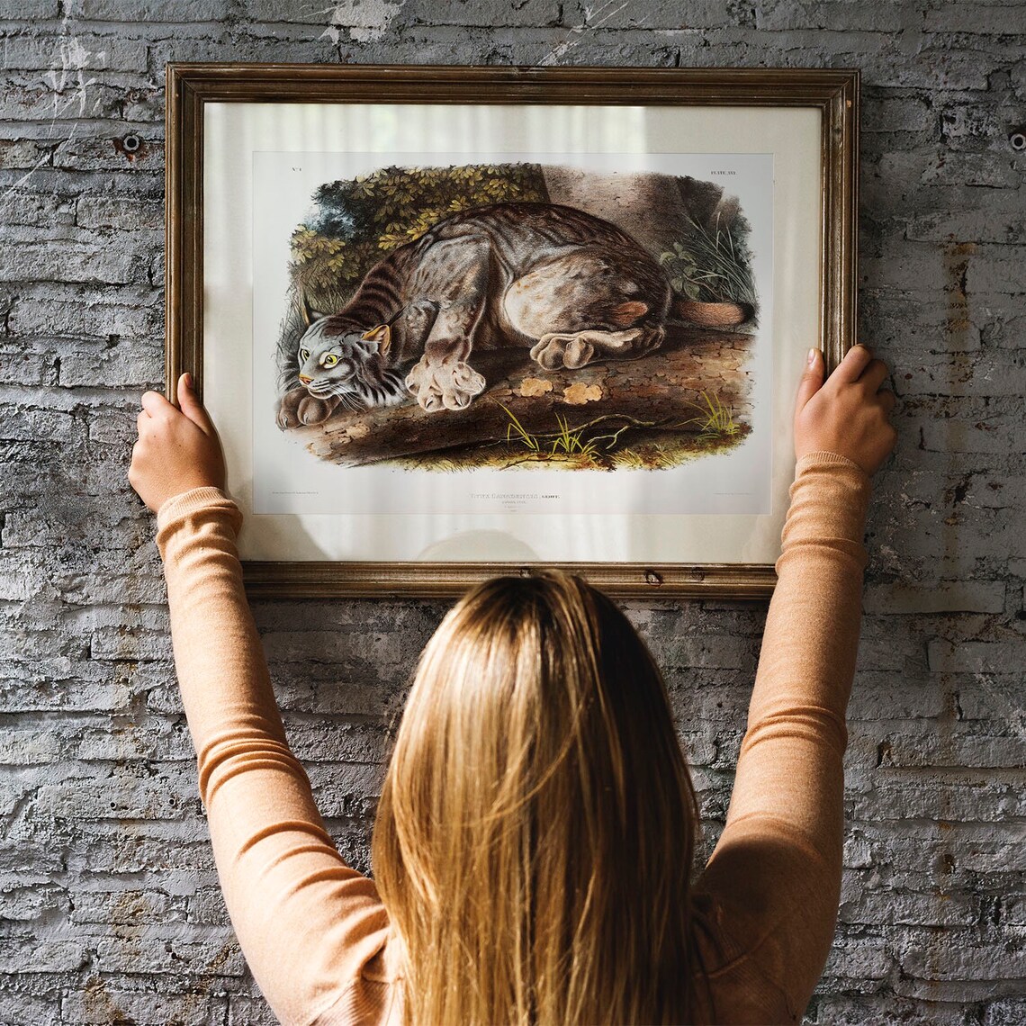Canada Lynx Antique Animal Painting Vintage Art Print - Image 3