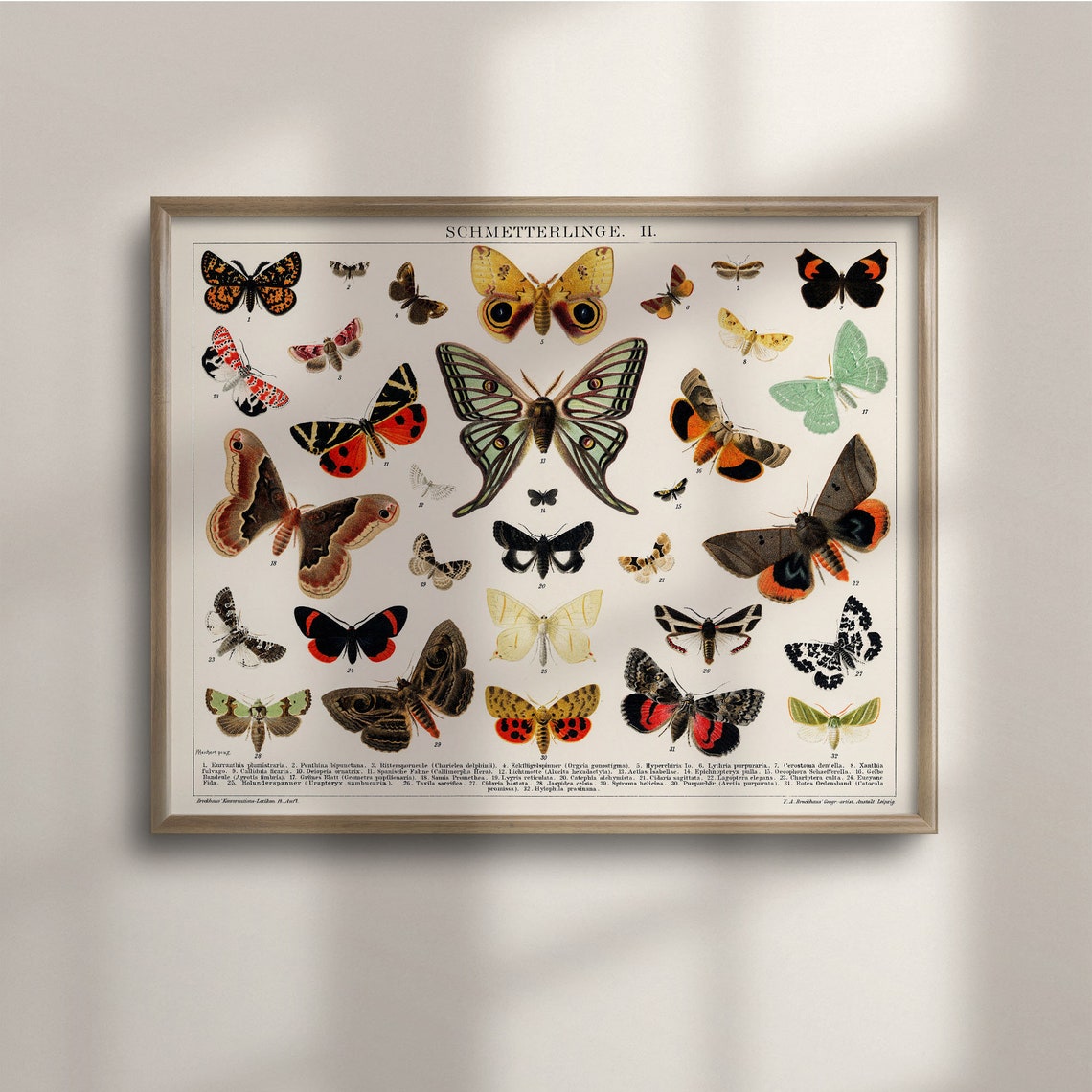 Antique Butterfly and Moth Scientific Chart Vintage Botanical Poster