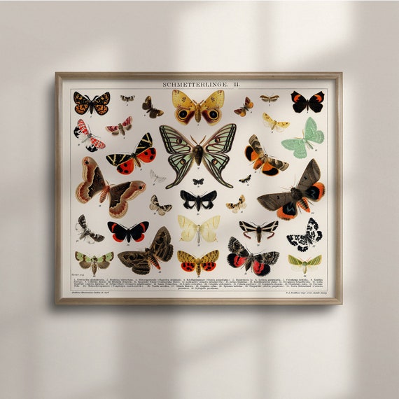 Antique Butterfly And Moth Poster Vintage Botanical Illustration Office Decor Housewarming Gift Butterfly Art Kitchen Decor C16 720
