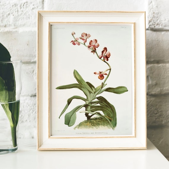 Phalaenopsis Vintage Print Illustration Botanical Poster Kitchen Wall Art Decor Print Moth Orchids Orchid Collection Moth B53