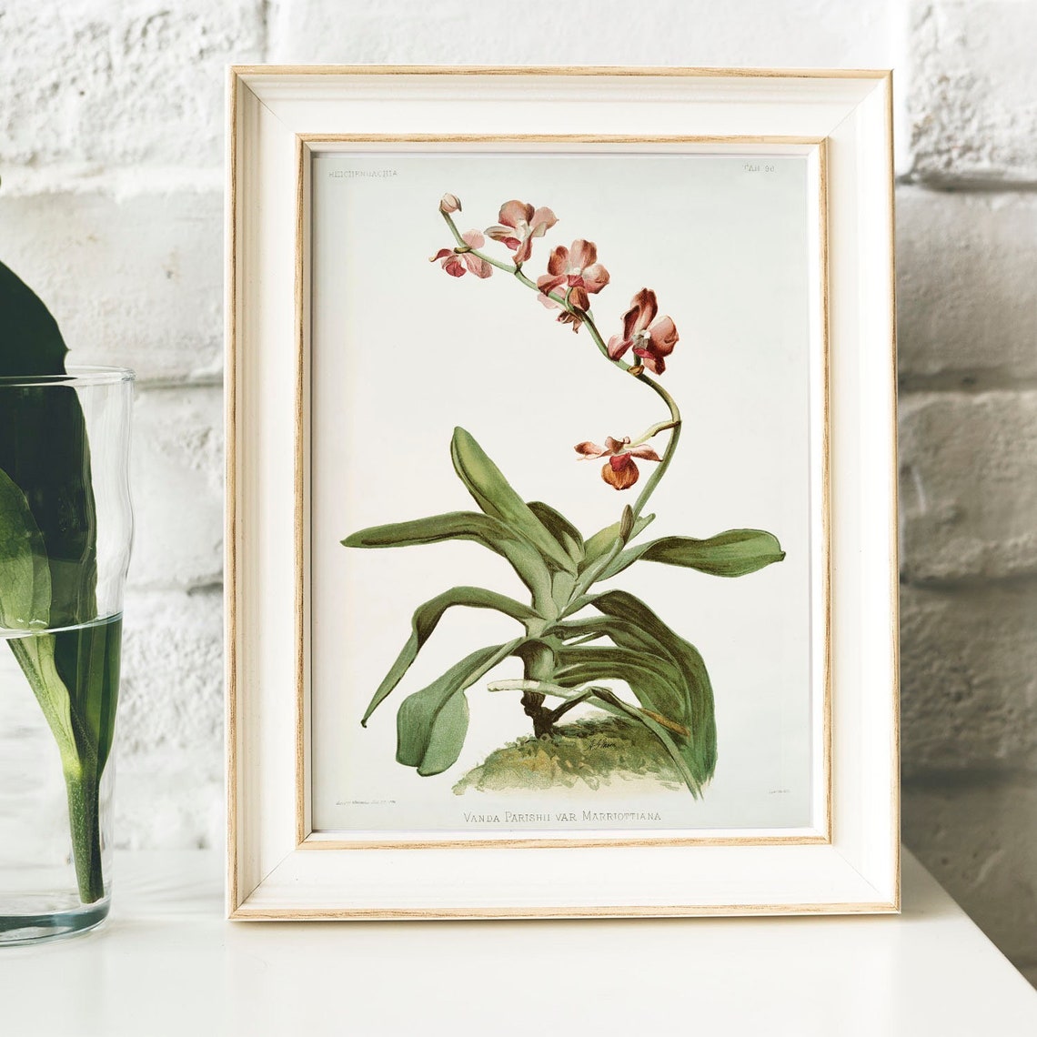 Vanda Parishii Pink Orchid Vintage Botanical Illustration Poster