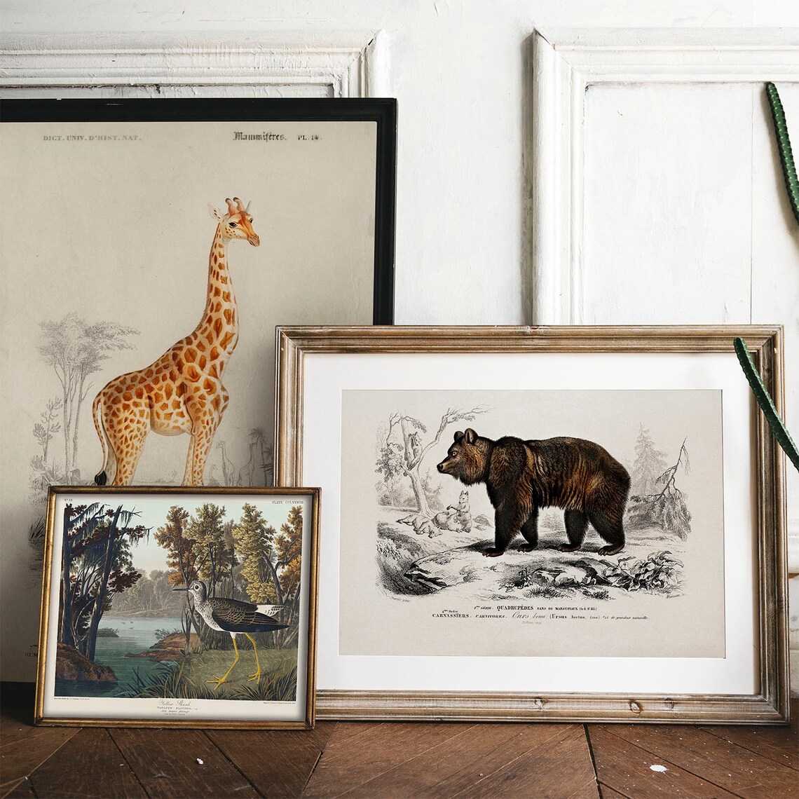 Brown Bear Antique Animal Drawing, Vintage Poster - Image 2