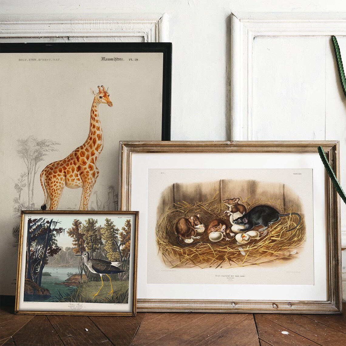 Audubon Black Rats Straw Nest Vintage Natural History Art Poster - Image 2