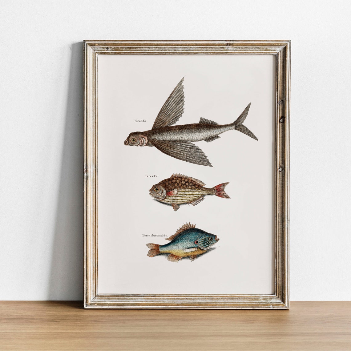 Antique Fish Engraving Three Vintage Species Illustration Poster