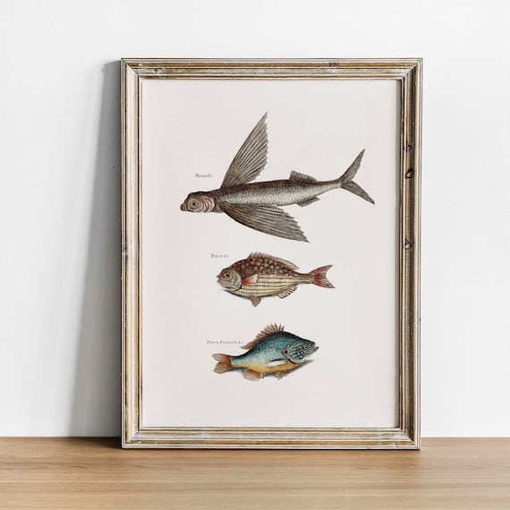 Tortoise Antique Print Illustration Vintage Fish Poster Fishing Wall Art Decor Turtle Fish Gift For Fish Garden Art Coo177