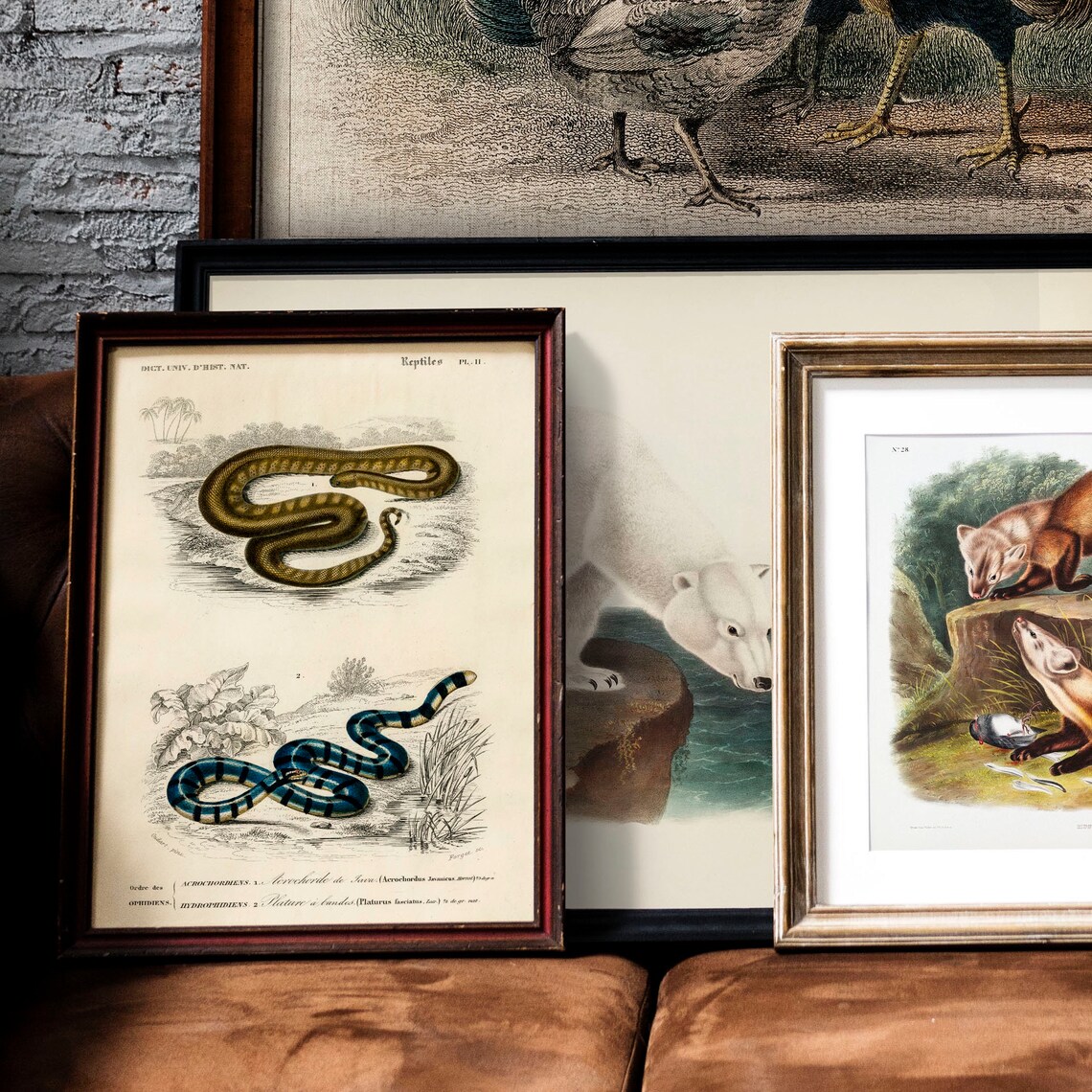 Vintage French Reptiles Snake Chart Natural History Art Print - Image 2