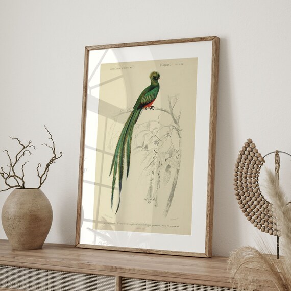 Orbignys Quetzal Bird Vintage Wall Decor Art Print
