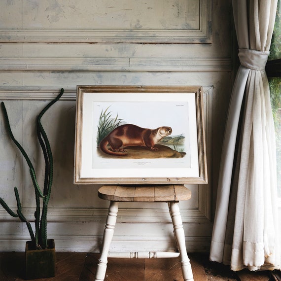 Otter Antique Animal Painting Vintage Drawing Art Print