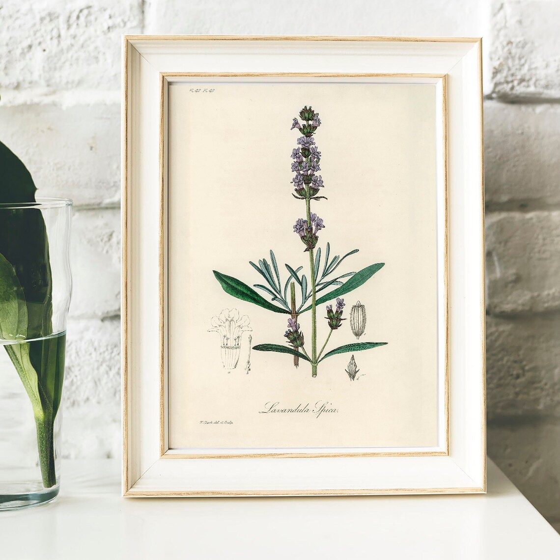 Lavender Vintage Botanical Art Print, Kitchen Decor - Image 4