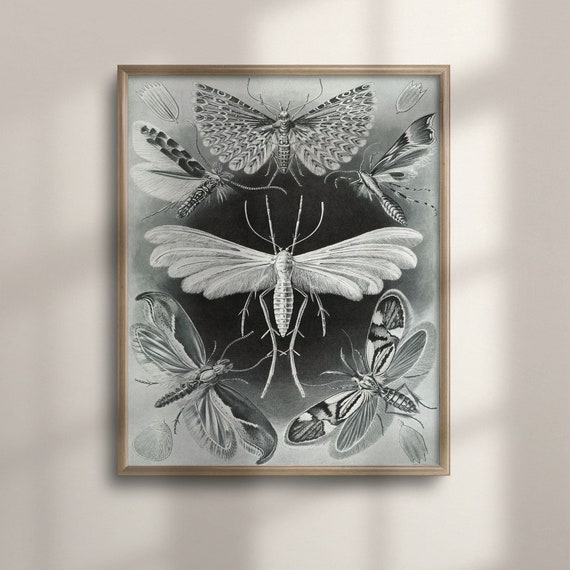 Ernst Haeckel Inspired Vintage Moths Art Poster Antique Insect Illustration Entomology Study Wall Decor Nature Inspired Home C16 1294
