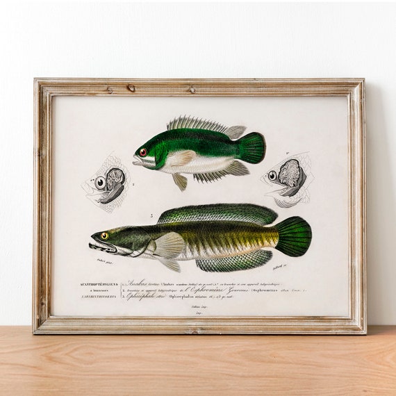 Fisherman Antique Vintage Fish Poster Print