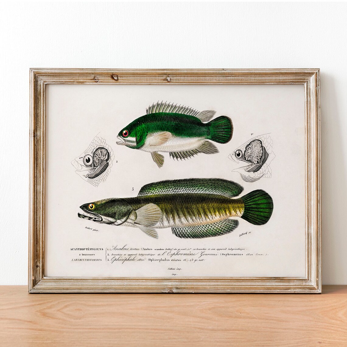 Fisherman Antique Vintage Fish Poster Print