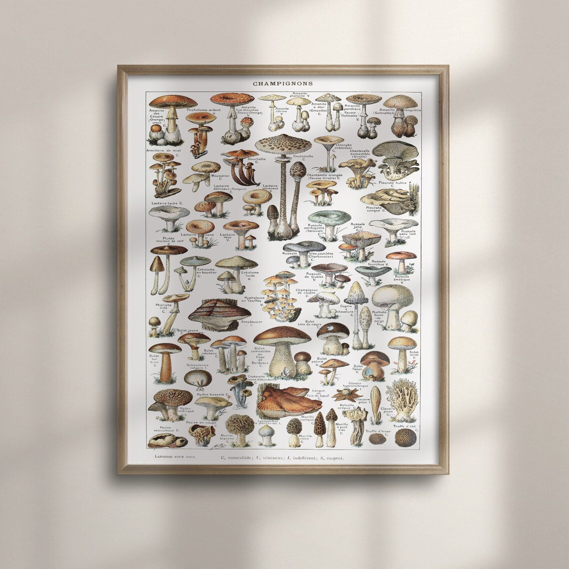 Adolphe Millot Mushroom Science Illustration, Vintage Poster