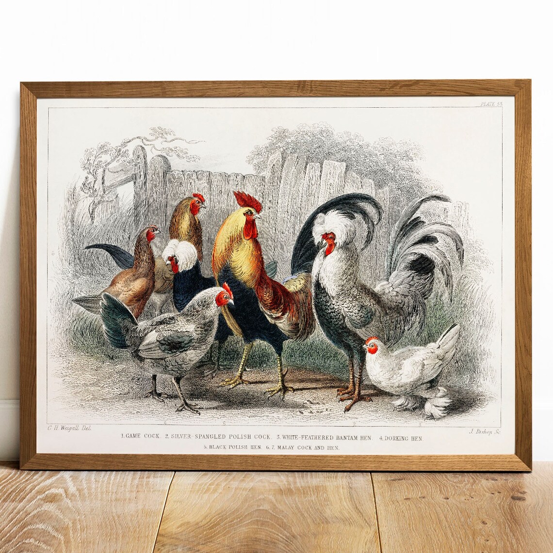 Farm Animals Antique Animal Drawing, Vintage Poster