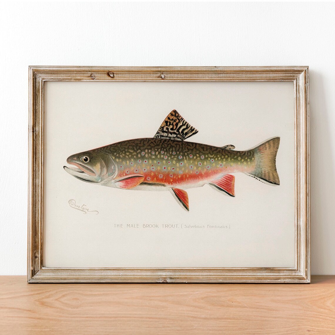 Male Brook Trout Vintage Fishing Poster Art Print