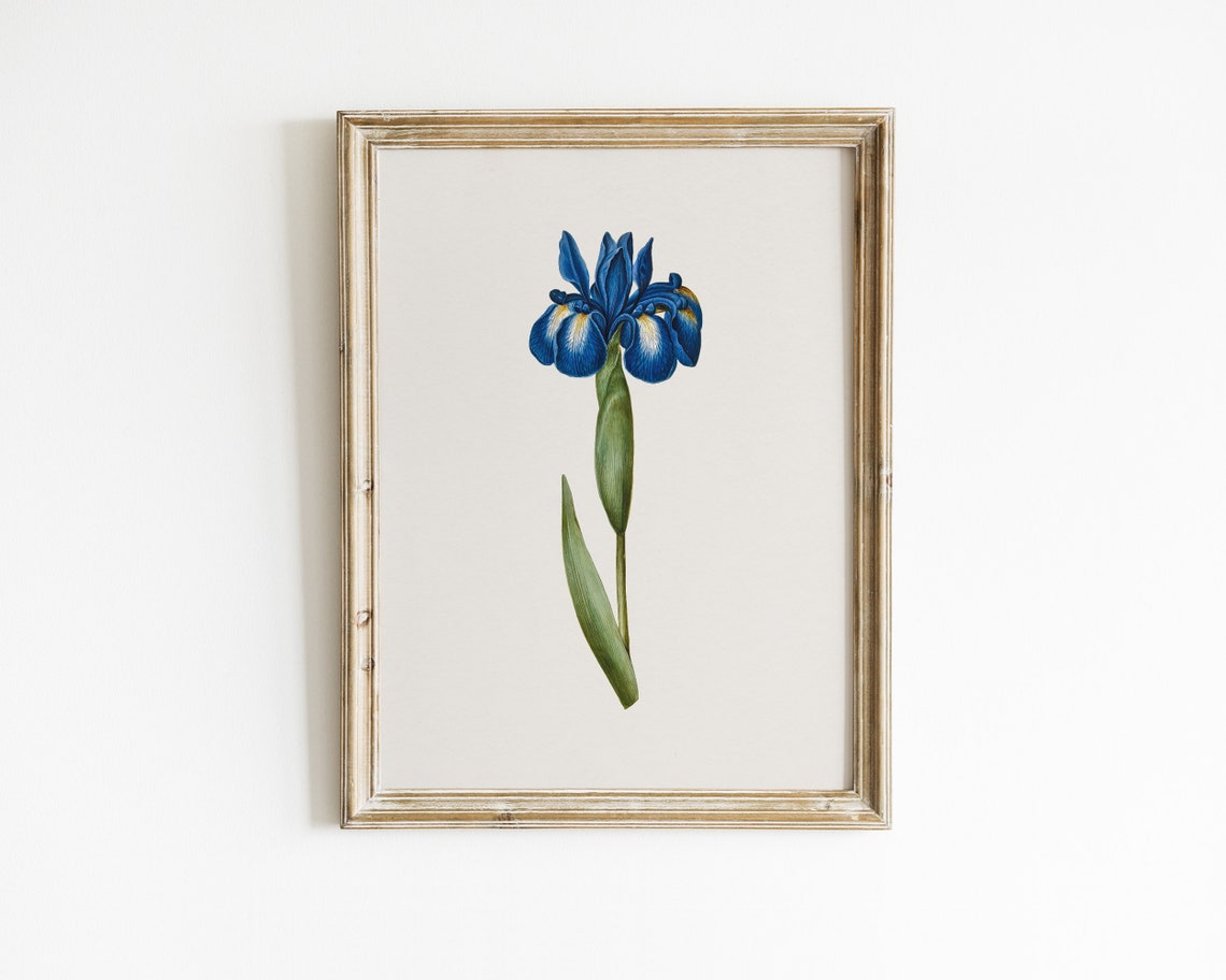 Blue English Iris Latifolia Botanical Flower Vintage Art Print