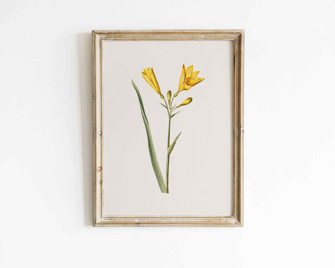 Yellow Daylily Botanical Flower Illustration Vintage Art Print - Image 2