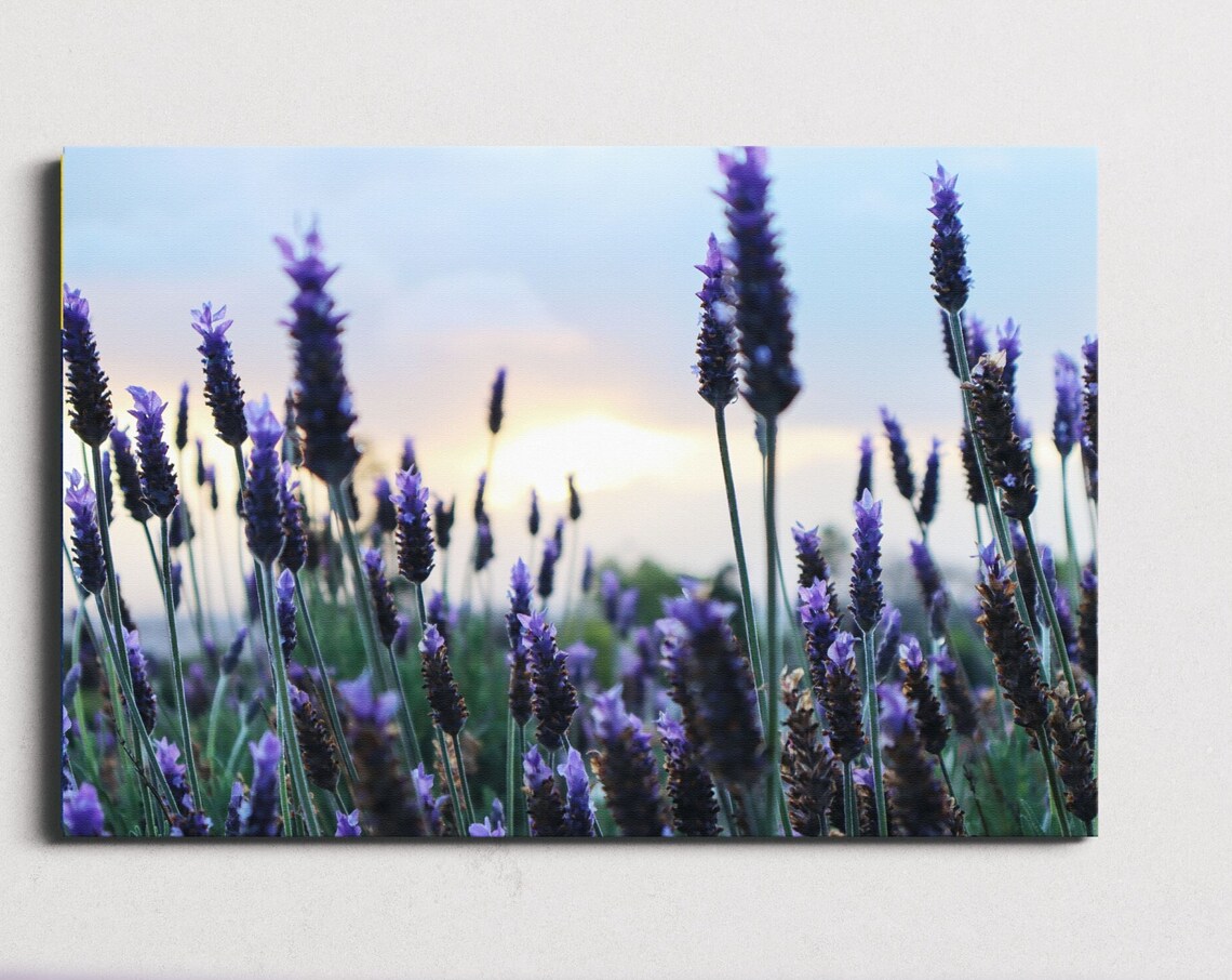 Sunrise Image Looking Through Lavender Poster