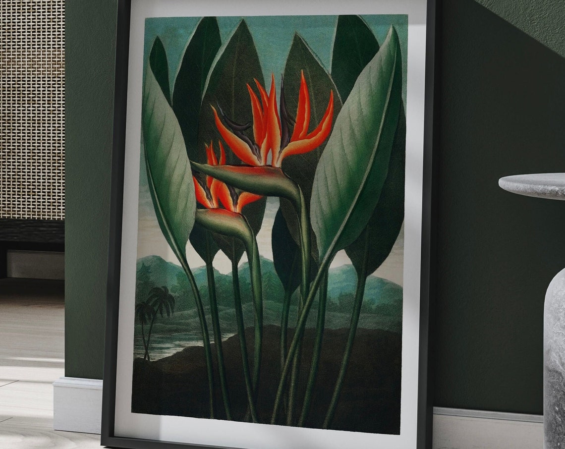 Bird Of Paradise Tropical Flower Vintage Botanical Art Print Style