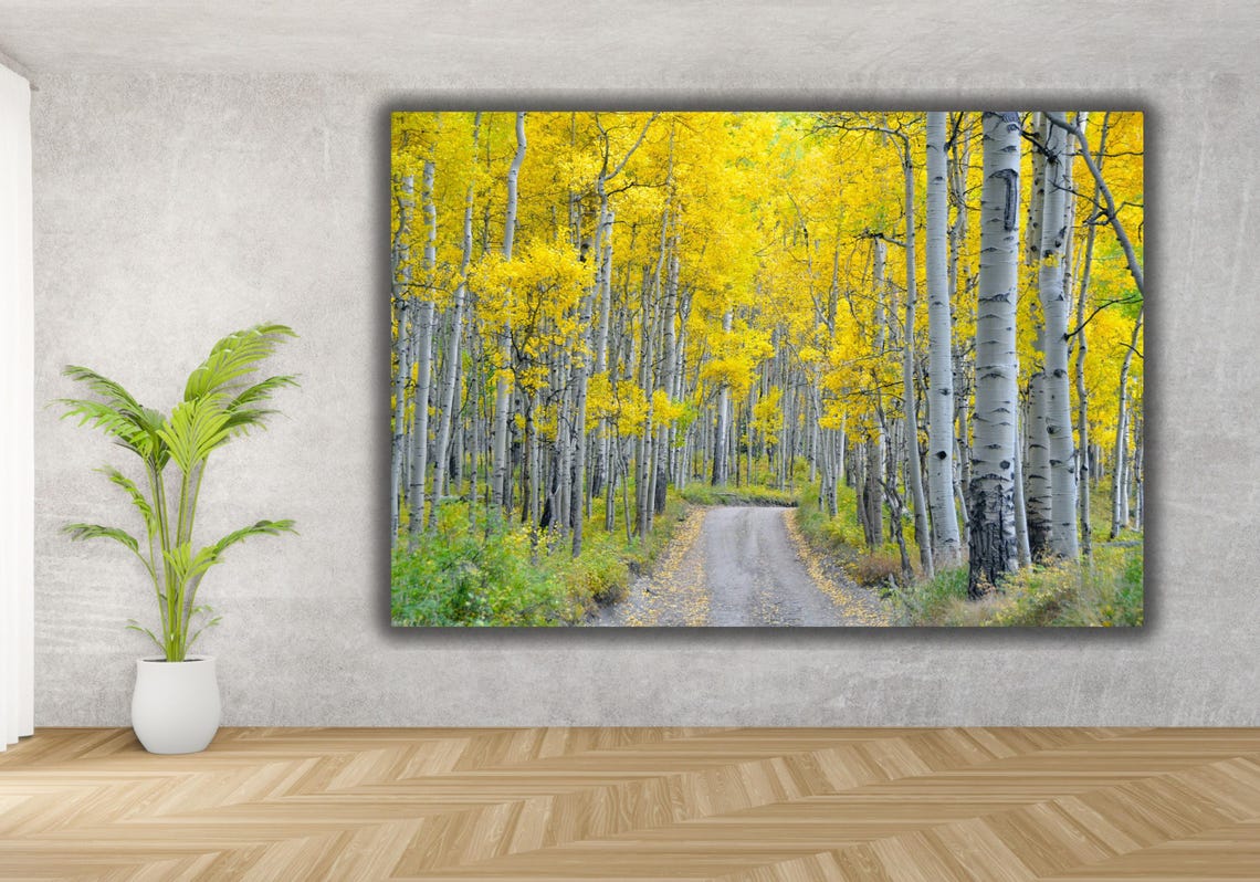 Golden Aspen Grove Autumn Road White Birch Trees Landscape Poster - Image 3