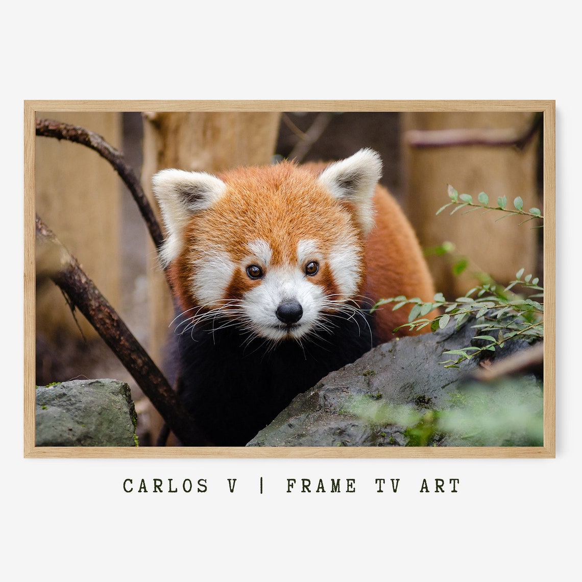 Cute Animals Frame Tv Art Wildlife Masterpiece Set Art For Frame Tv High Resolution Instant - Image 2