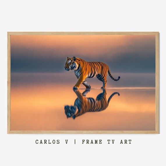 Tiger Walking on Water at Sunset with Mirror Reflection Poster