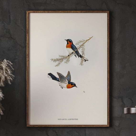 Vintage Bird Painting Whitebellied Flycatcher Exotic Wall Art Home Decor Minimalist Living Room