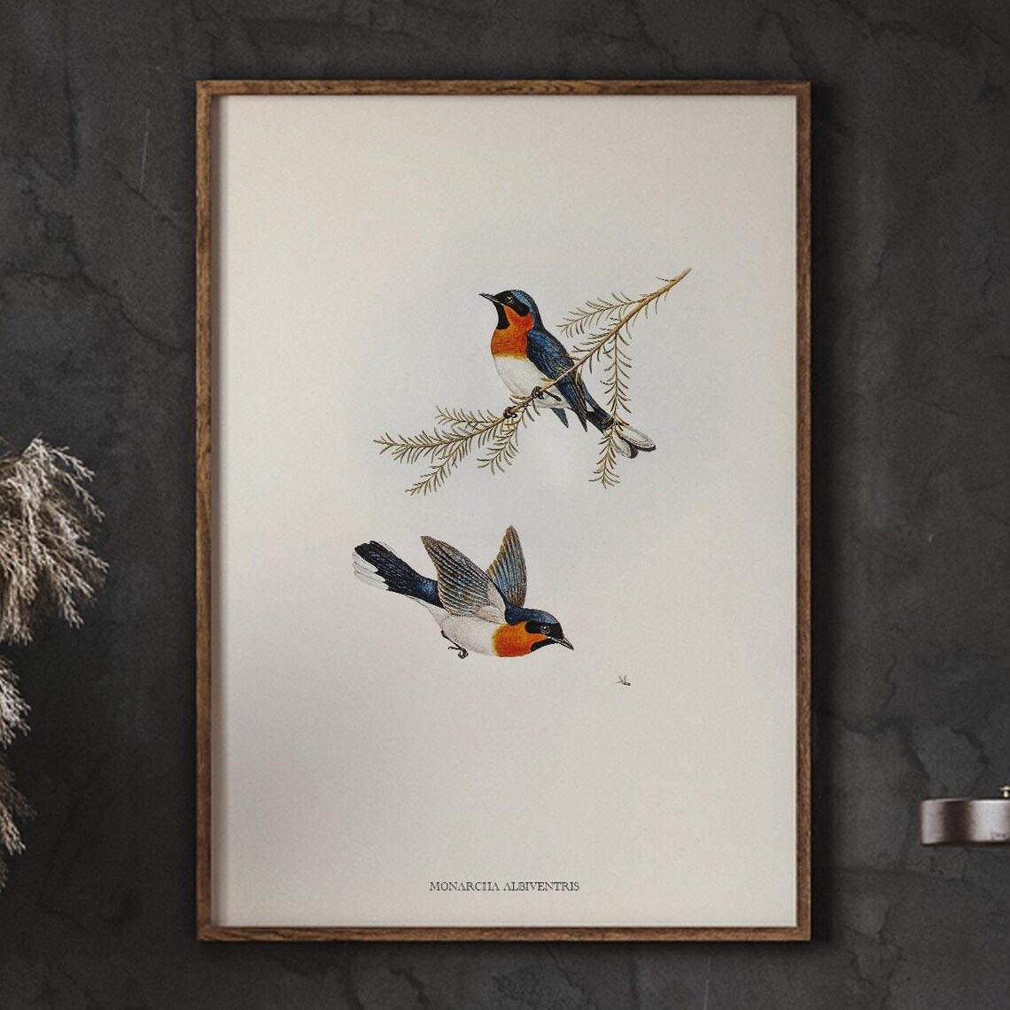 Monarcha Albiventris Vintage Bird Naturalist Illustration Poster