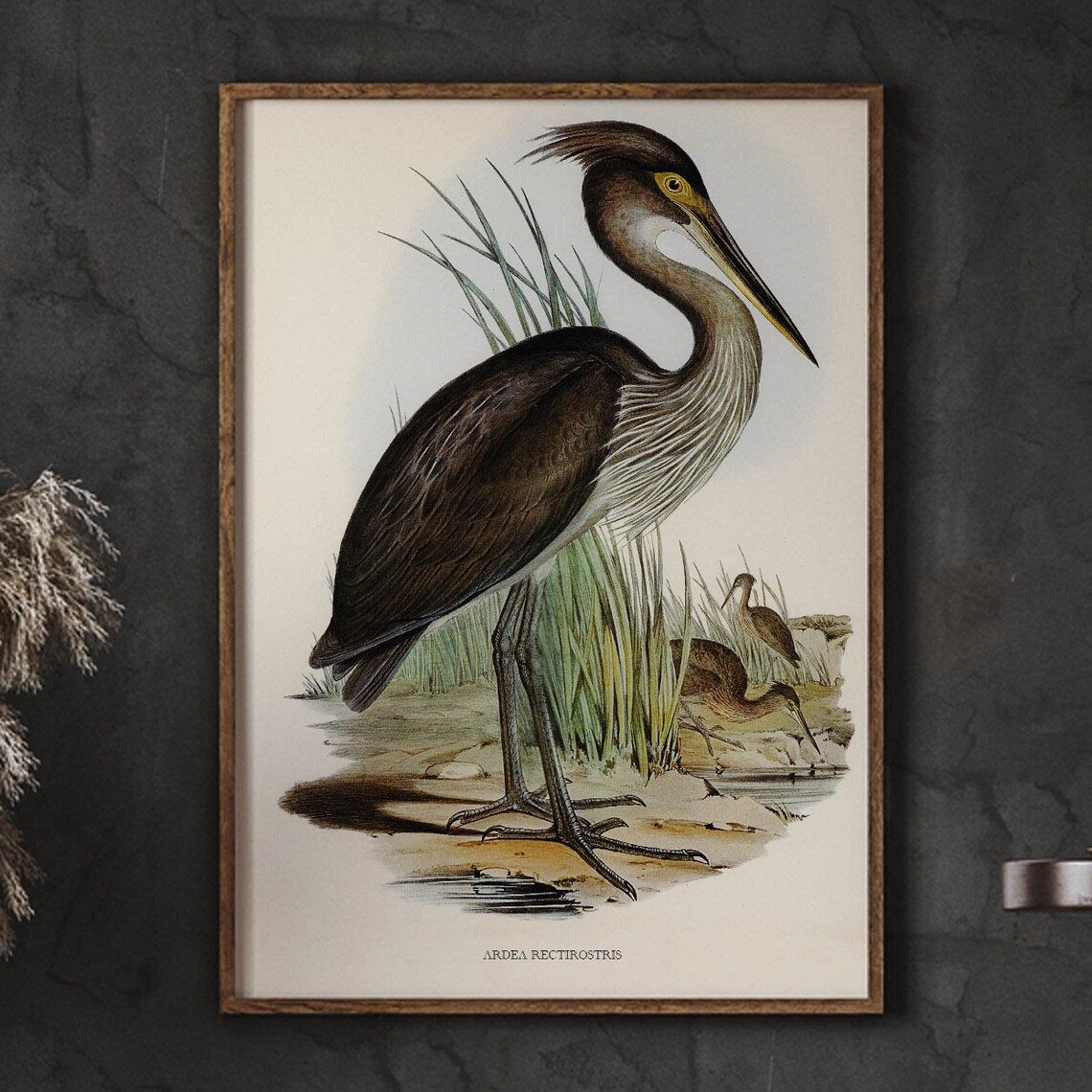Great Billed Heron Standing Vintage Natural History Bird Art Poster