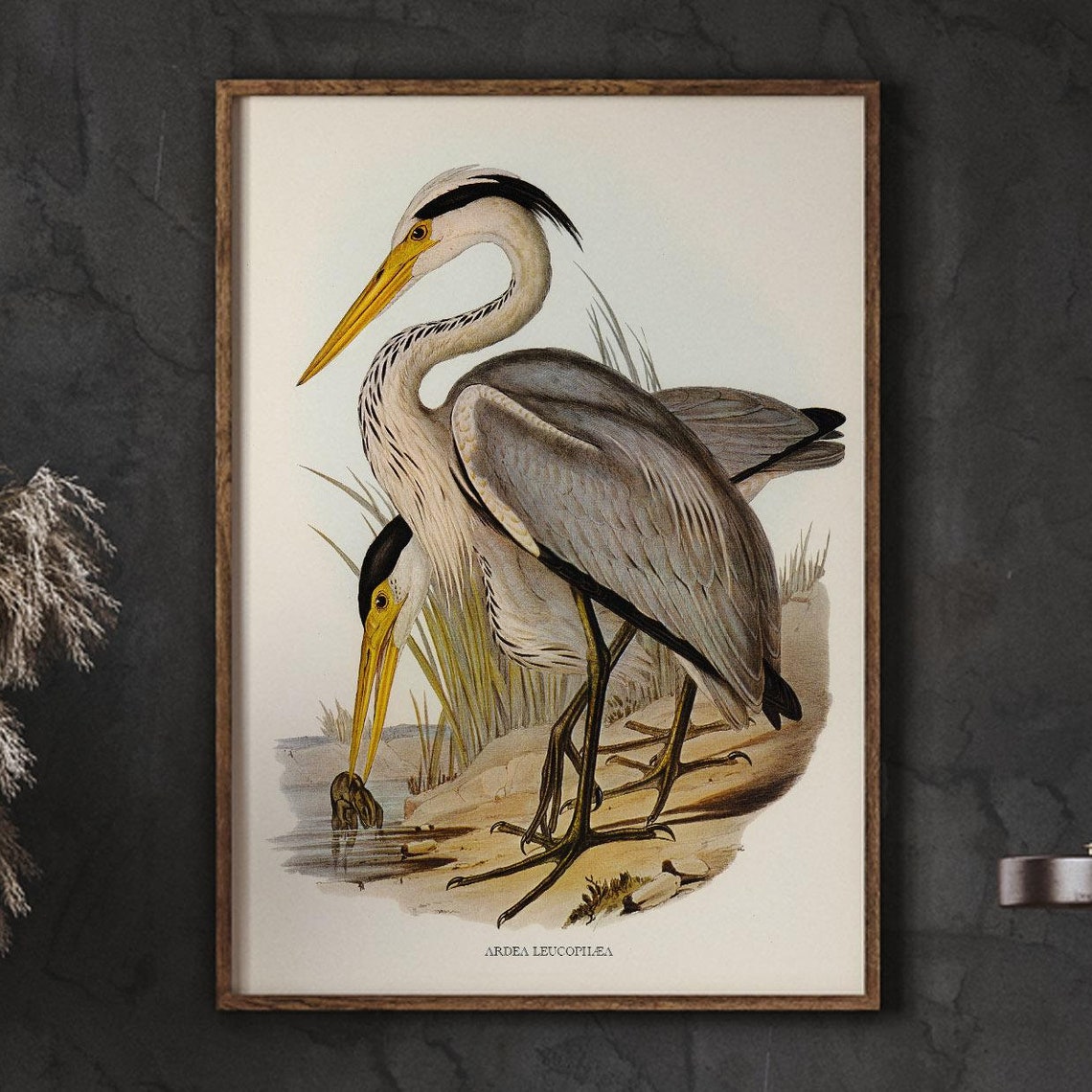 Great Grey Heron Catching Fish Vintage Natural History Bird Poster