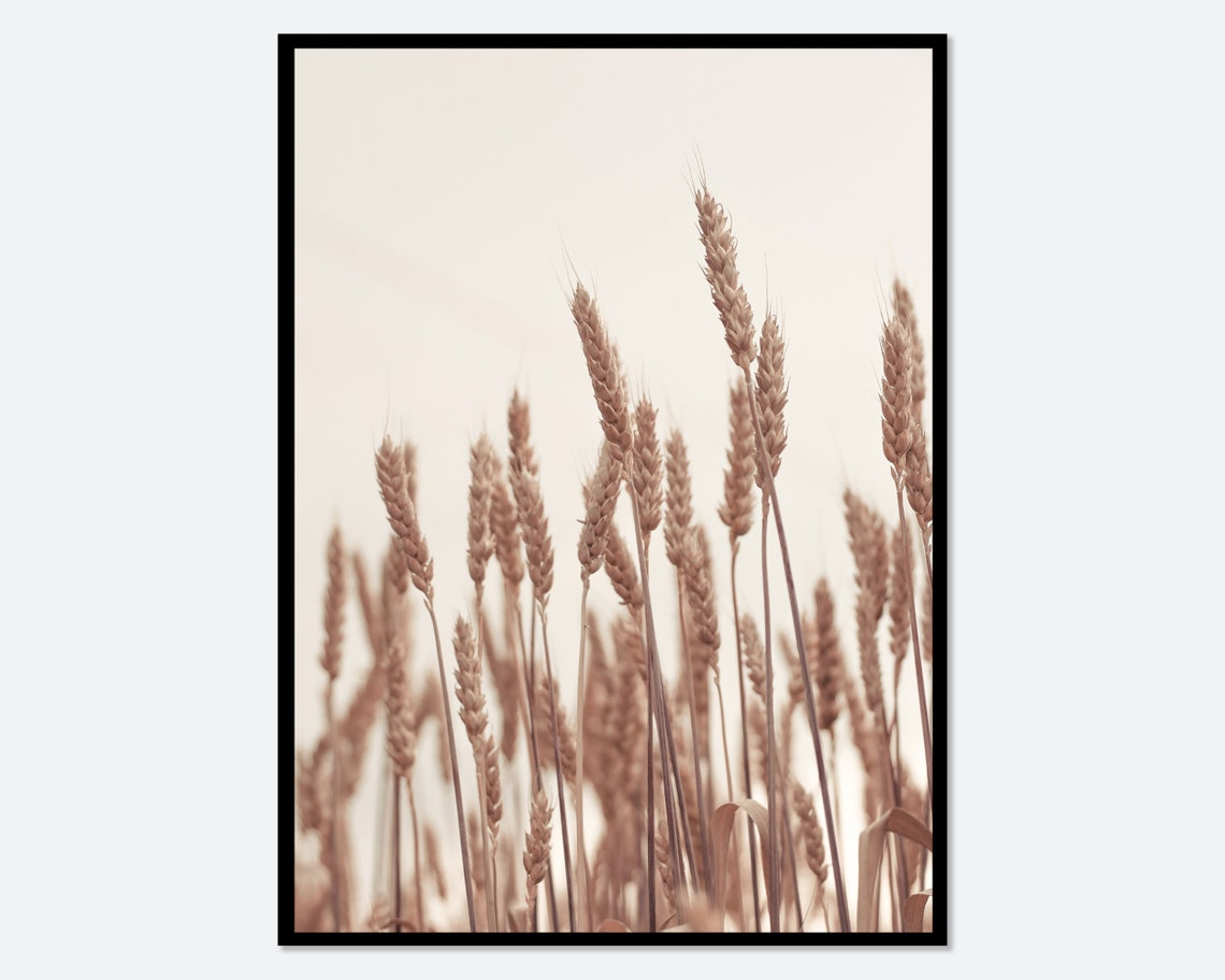 Golden Wheat Stalks in Soft Warm Light Nature Photo Art Poster