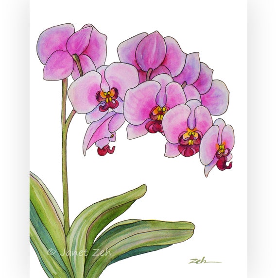 Orchid Painting Original Watercolor And Ink Unframed Wall Art Tropical Lavender Pink Flower Decor Hand Painted To Order By Janet Zeh
