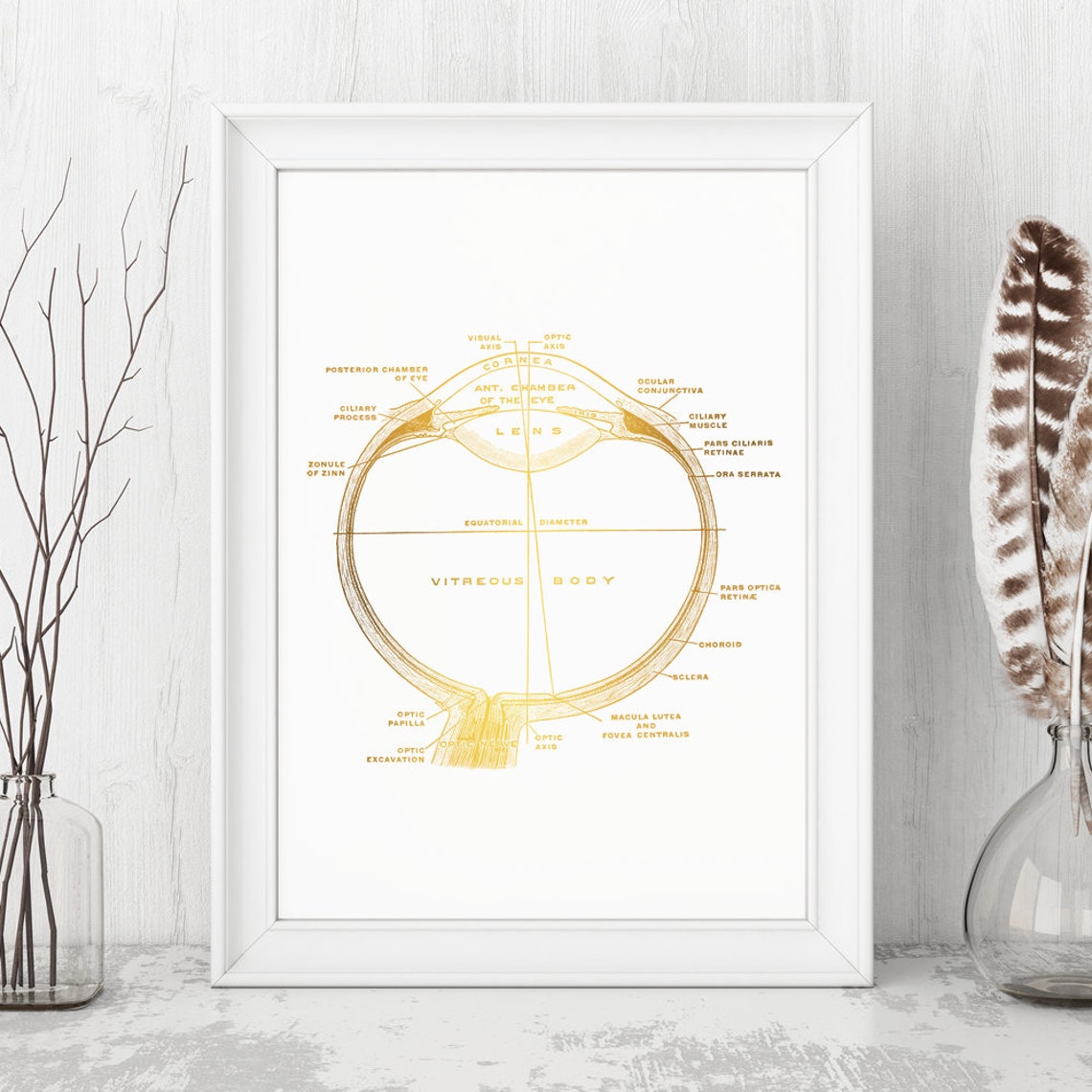 Gold Foil Eyeball Cross Section Optometry Anatomy Vintage Art Print