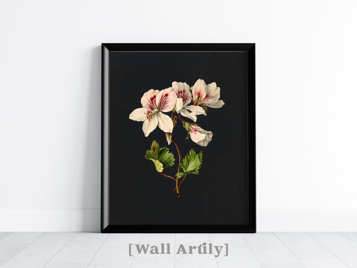 White Geranium Botanical Dark Background Floral Still Life Poster - Image 3