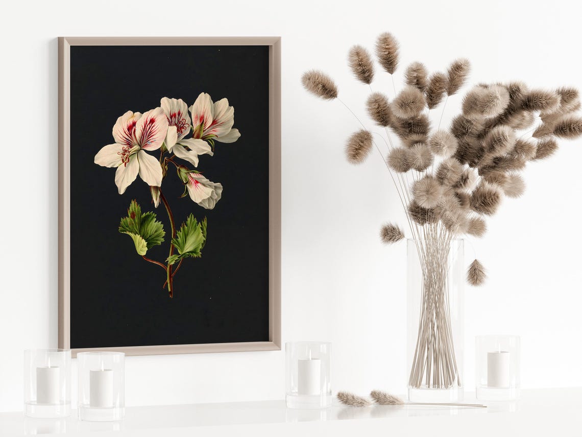 White Geranium Botanical Dark Background Floral Still Life Poster - Image 4