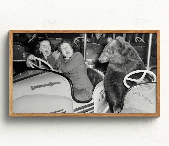 Bear Driving Bumper Car Women Screaming Funny Black White Photo Poster