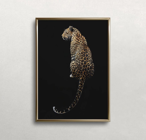 Leopard Sitting Against Black Background Dramatic Big Cat Photo Poster