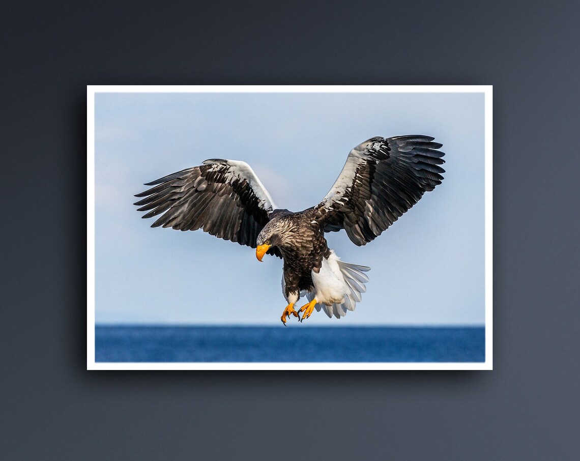 Majestic Bird Flight, Freedom Symbol Wall Art Print