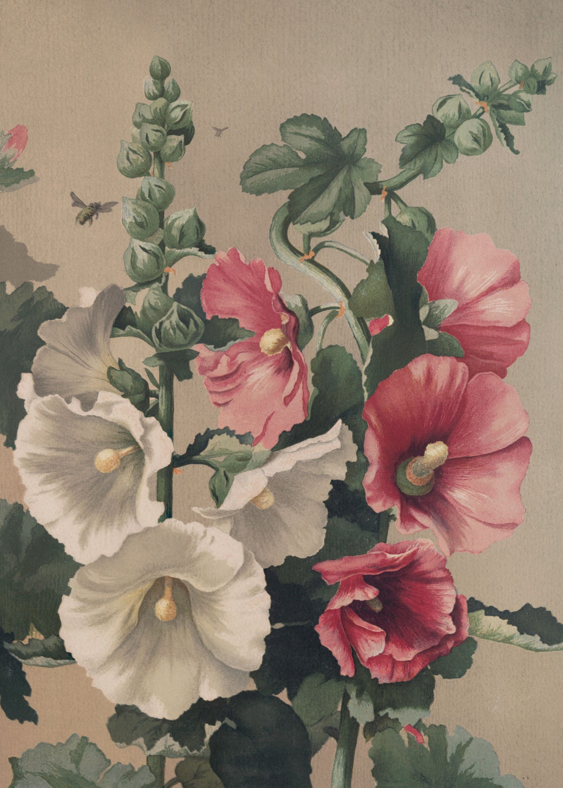 Vintage Hollyhock Botanical Print Pink White Blooms Wall Art Poster - Image 2