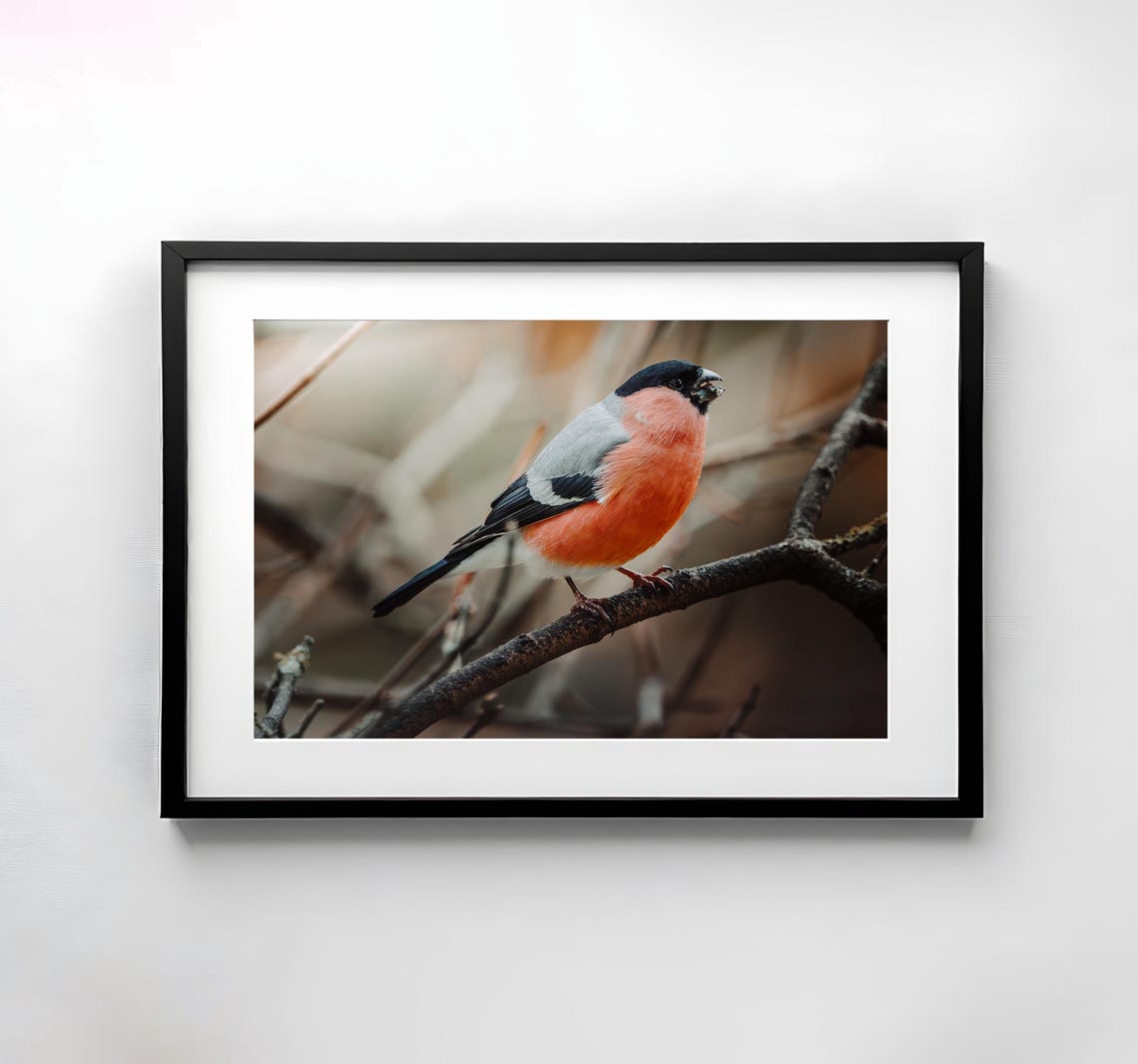 Eurasian Bullfinch Perched on a Bare Winter Tree Branch Poster