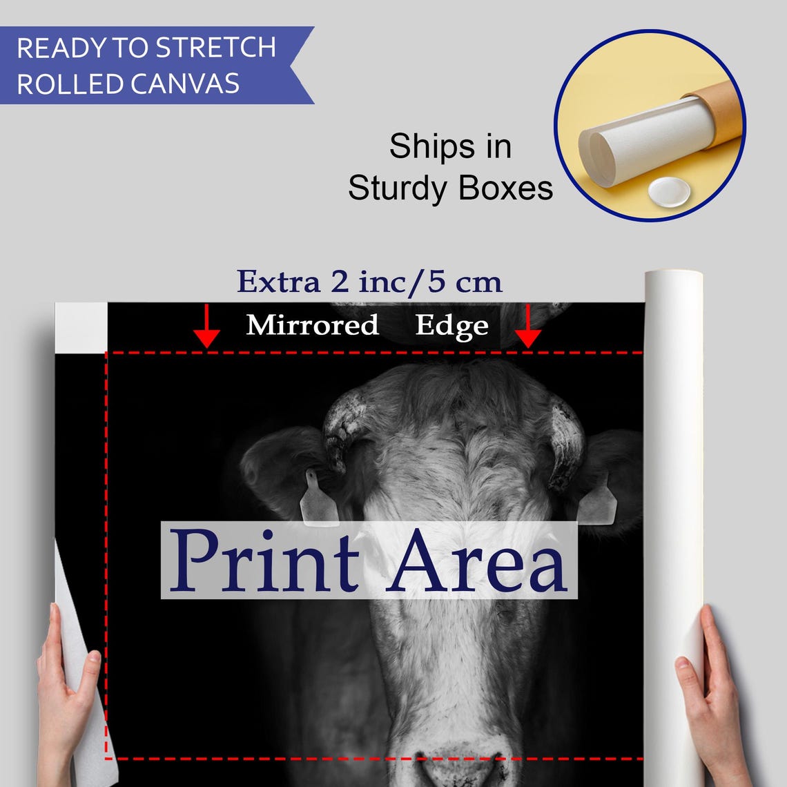 Fine Black And White Cow Portrait Dramatic Farm Animal Photo Wall Art - Image 4