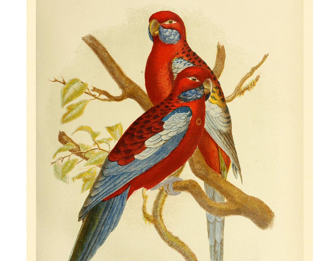 Adelaide Rosella Art Print