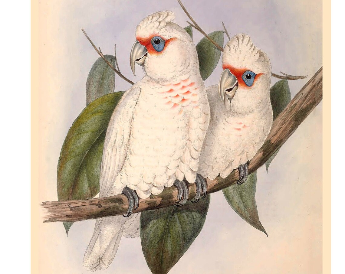 Muirs Corella, Fine Art Print