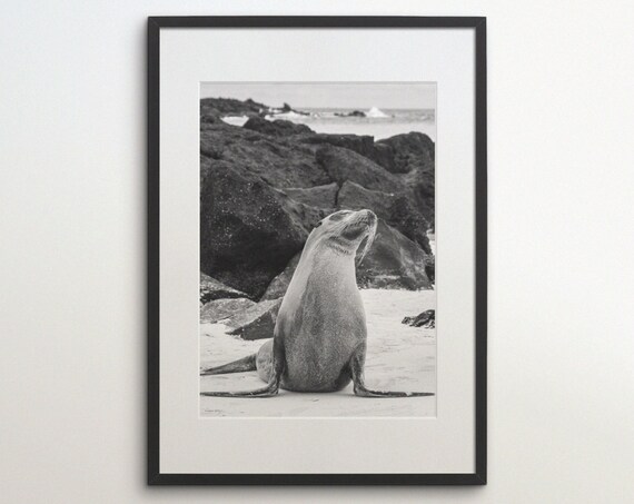 Sea Lion Sitting Upright on a Rocky Beach Shore Black White Animal Photo Poster