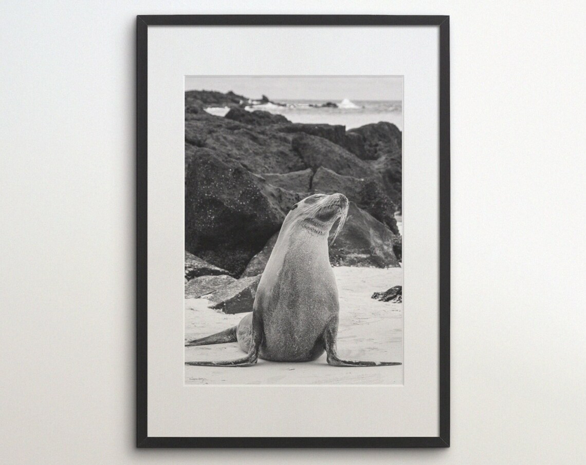 Sea Lion Sitting Upright on a Rocky Beach Shore Black White Animal Photo Poster