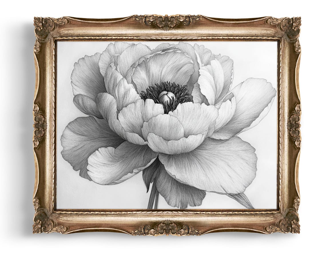 Monochrome Peony Bloom With Dark Center Botanical Sketch Poster