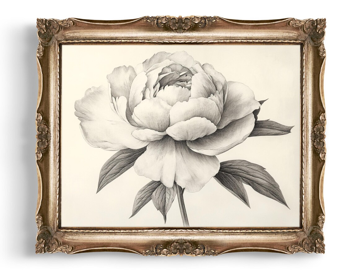 Peony Blossom Pencil Sketch Monochrome Botanical Floral Wall Poster