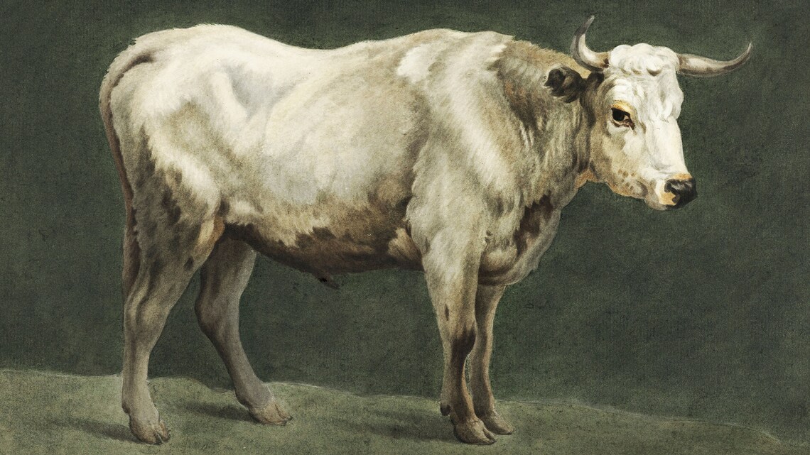 White Bull Standing in a Vintage Rustic Farm Animal Oil Poster - Image 2