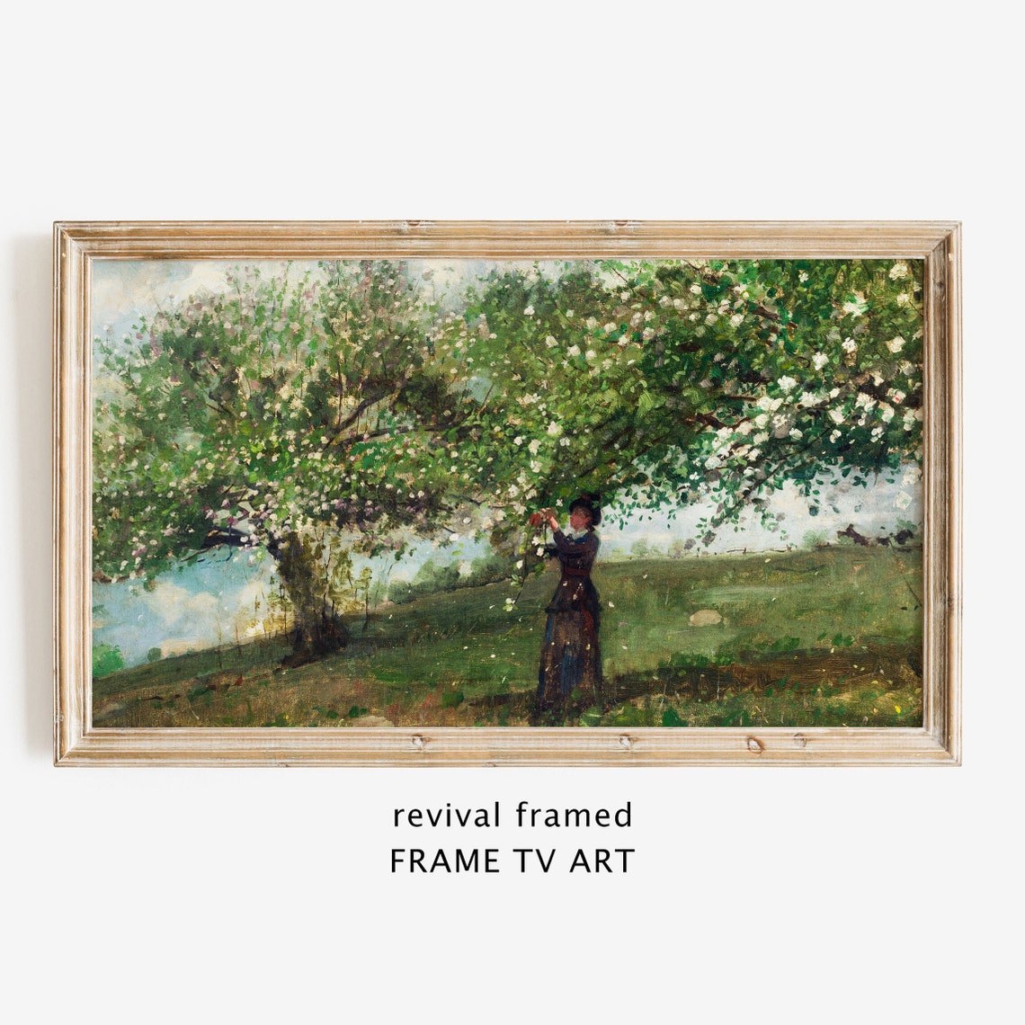 Woman Picking Blossom under a Flowering Tree in Spring Poster