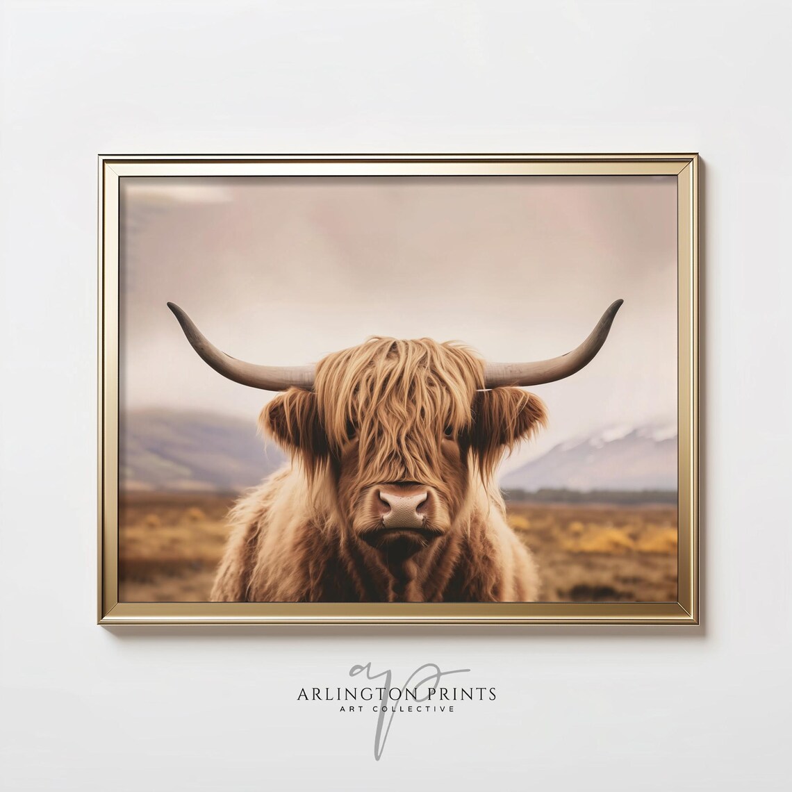Scottish Highland Cow Close Up Portrait Rustic Farmhouse Poster